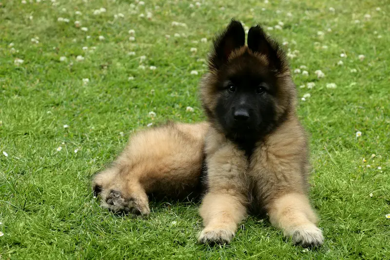 Un chiot malinois 