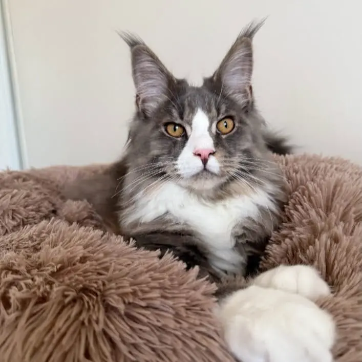 Un chat à poil long, couché sur un panier duveteux