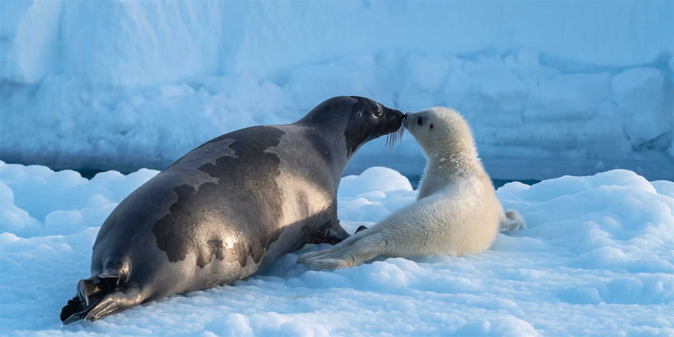 Arctic: Our Frozen Planet - Subtitled Sensory Screening event preview