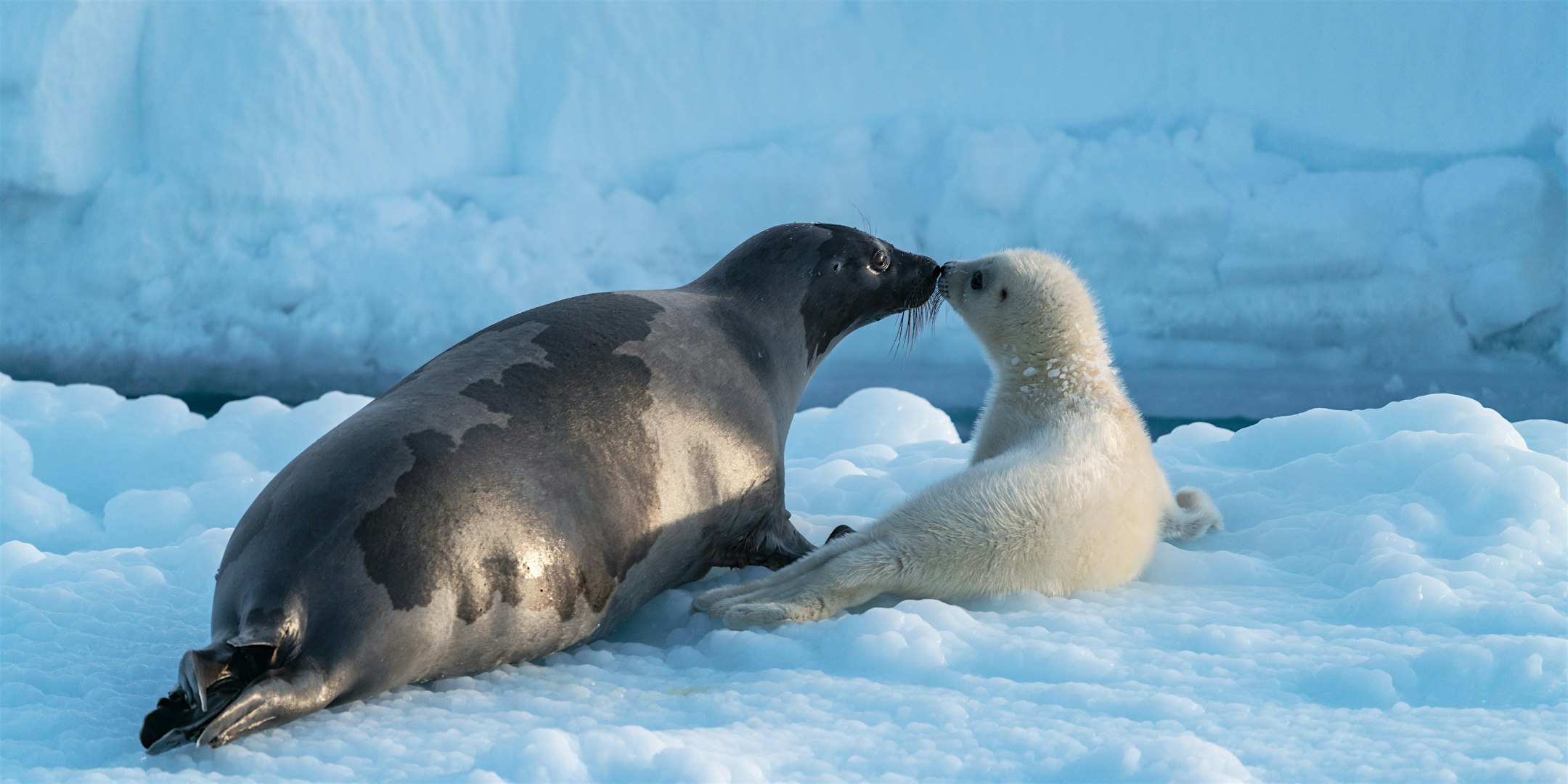 Arctic: Our Frozen Planet - Subtitled Sensory Screening event preview