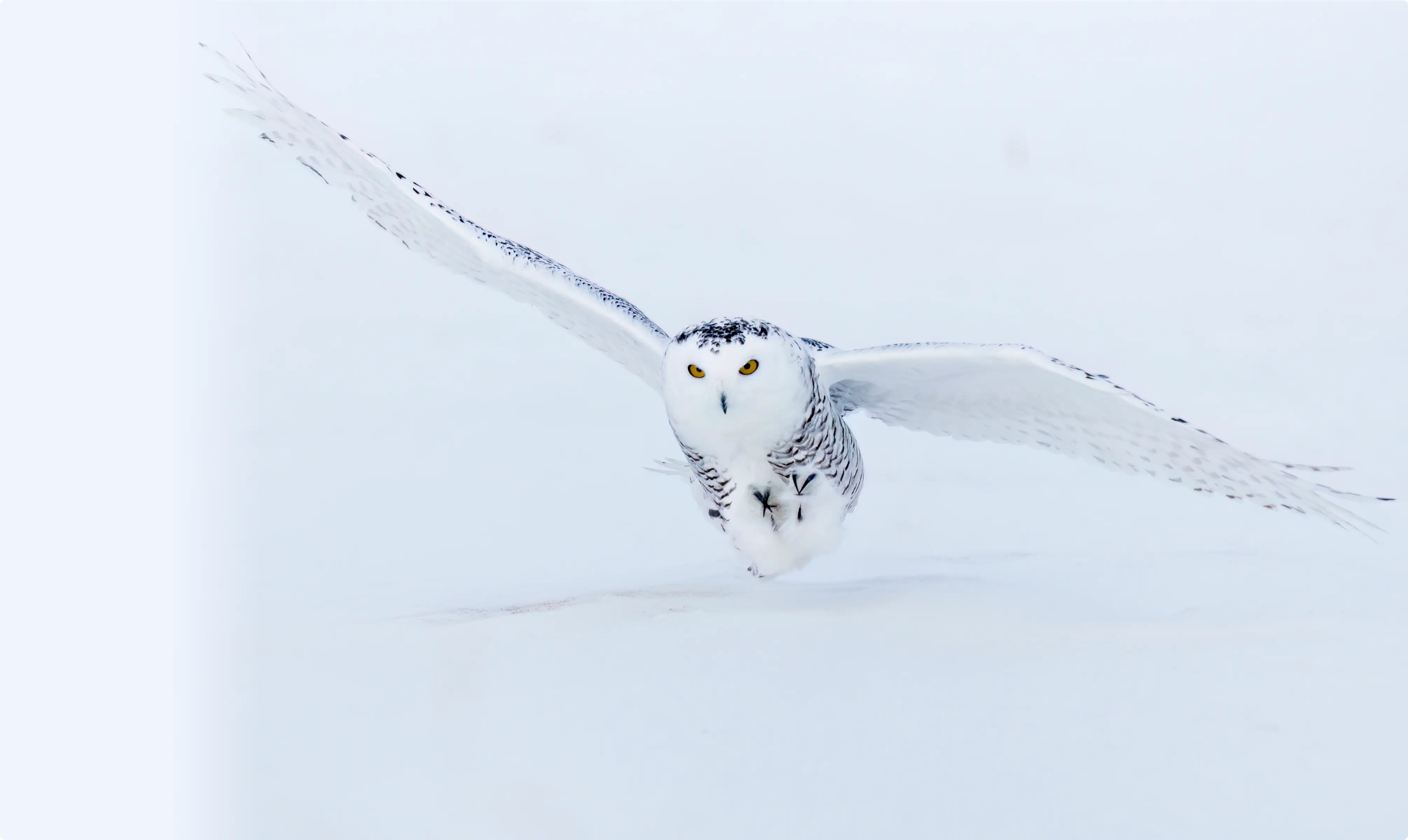 Wildlife Owl flying