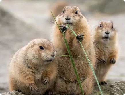 Black-tailed prairie dog