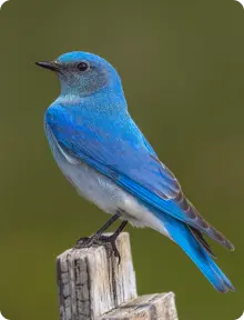 Azure bird