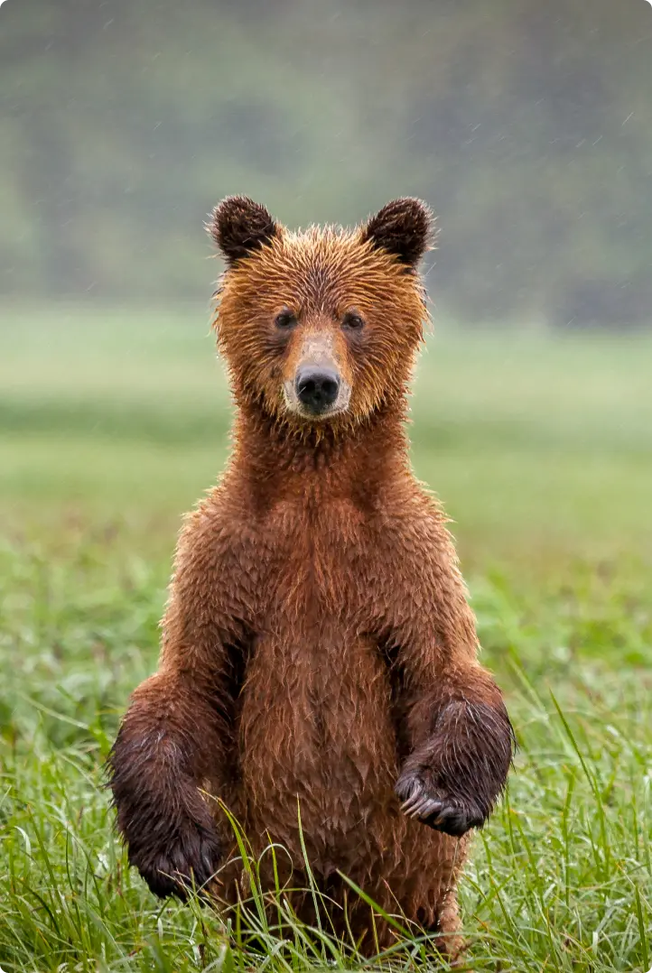 Grizzly Bear