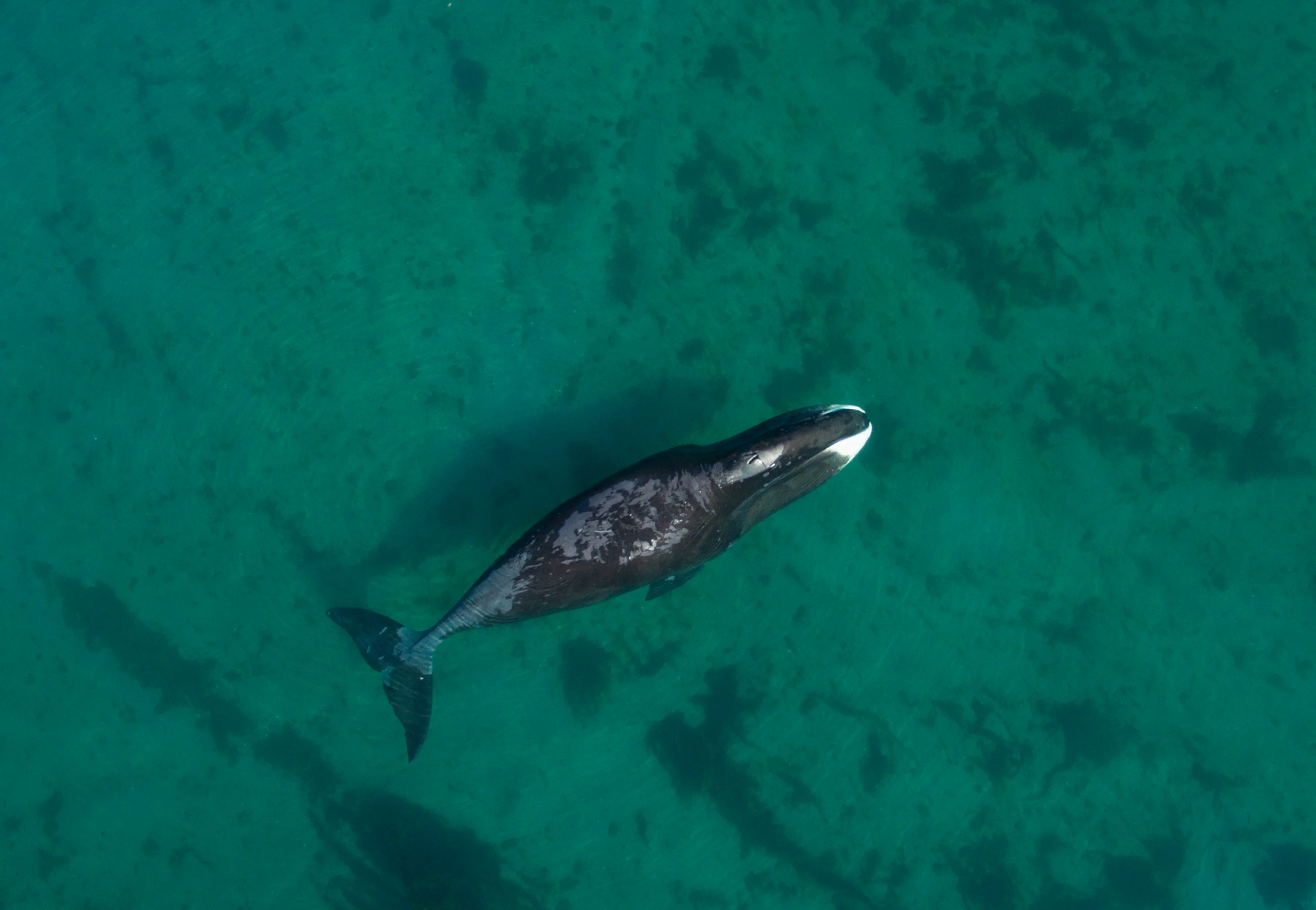 Bowhead whale