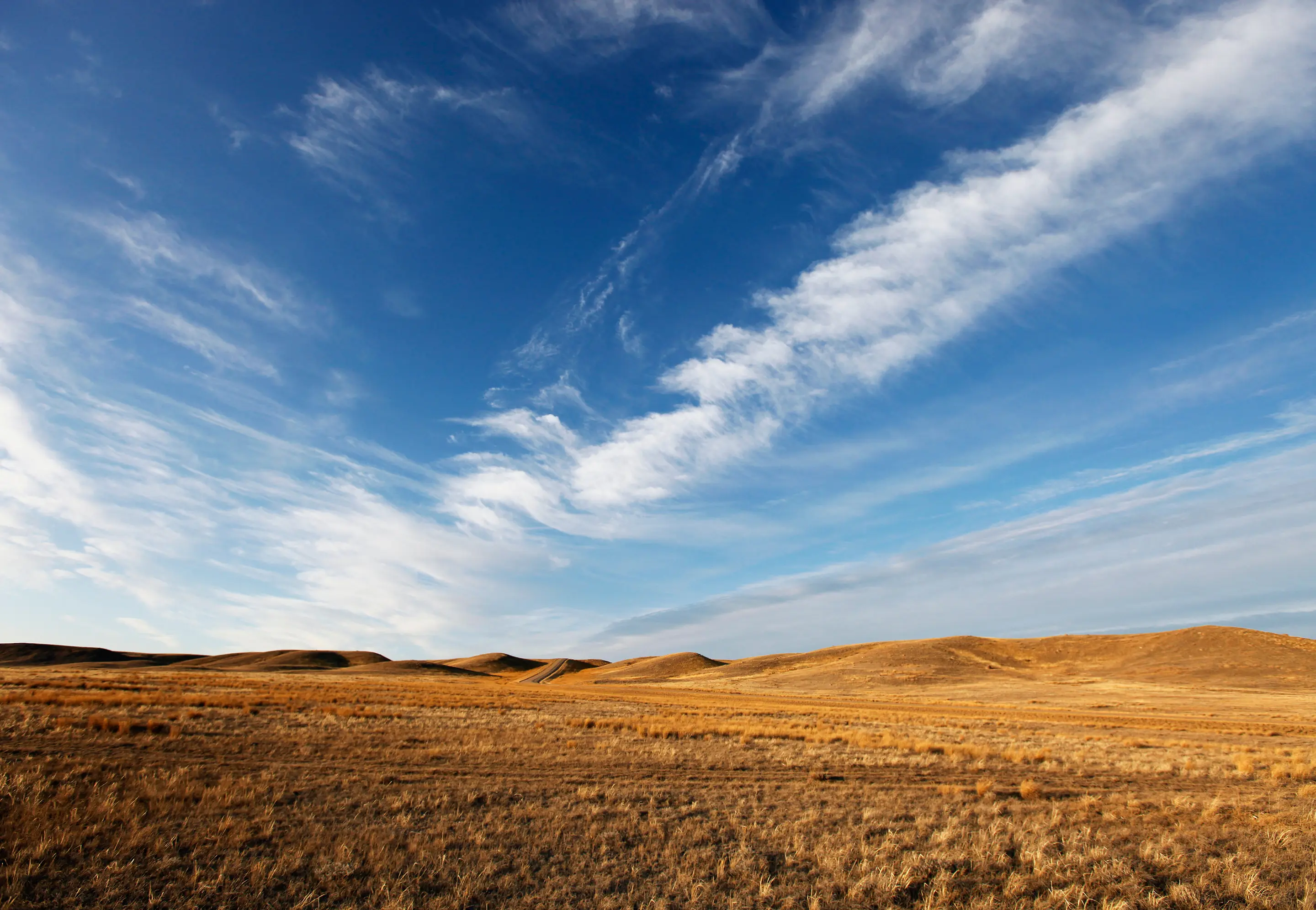 Grassland image
