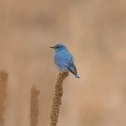 mountain bluebird