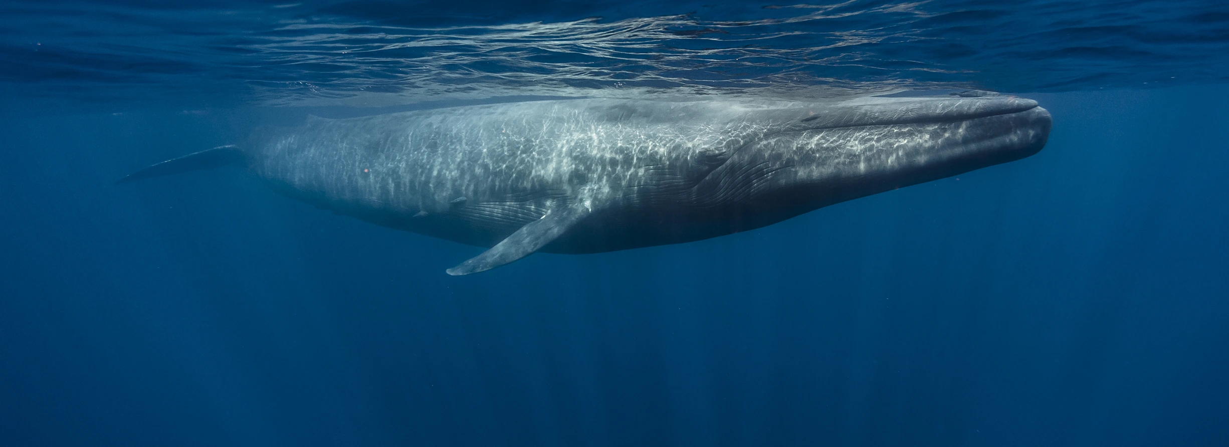 Blue whale