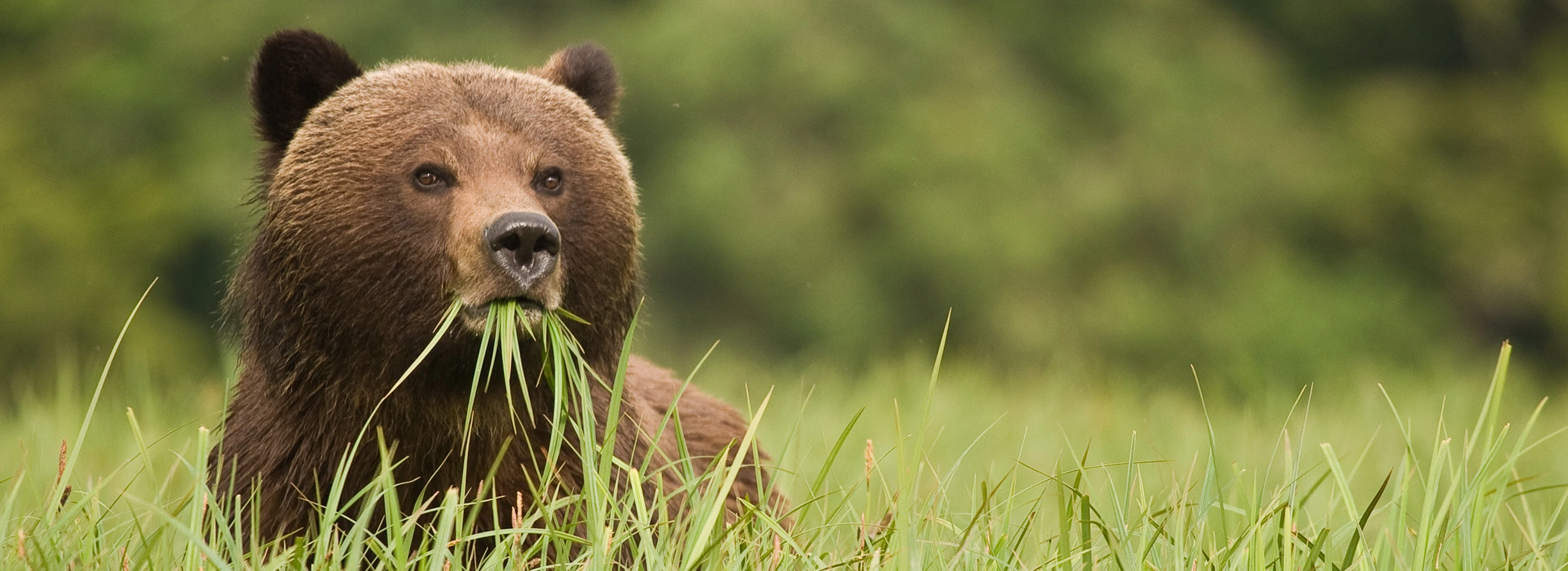 Grizzly bear