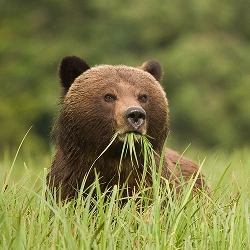 Grizzly bear