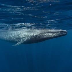Blue whale