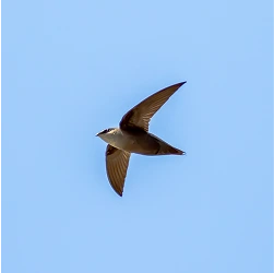 Chimney swift