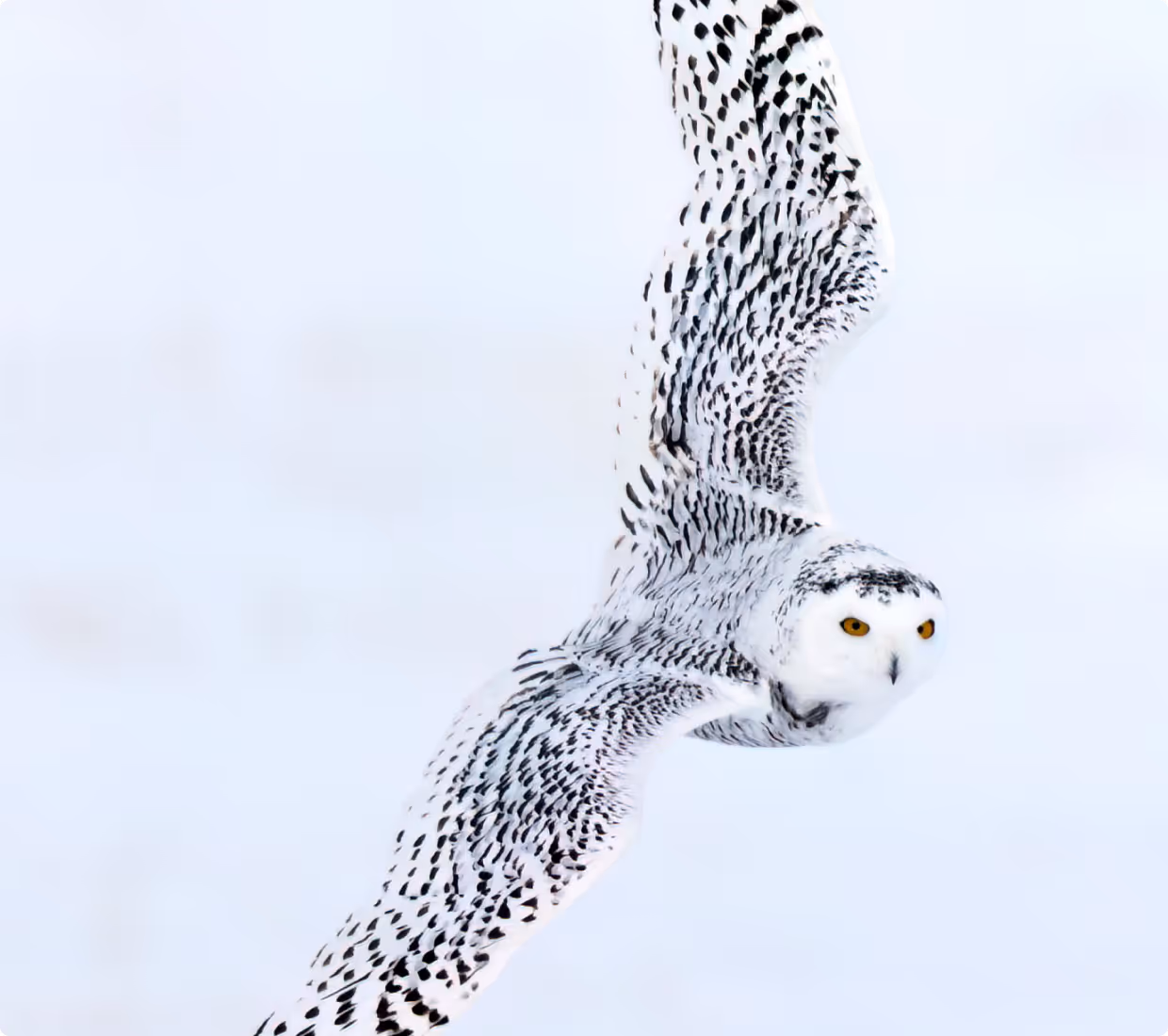 wildlife Owl flying