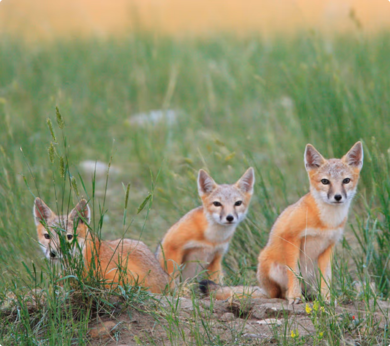 wildlife foxes