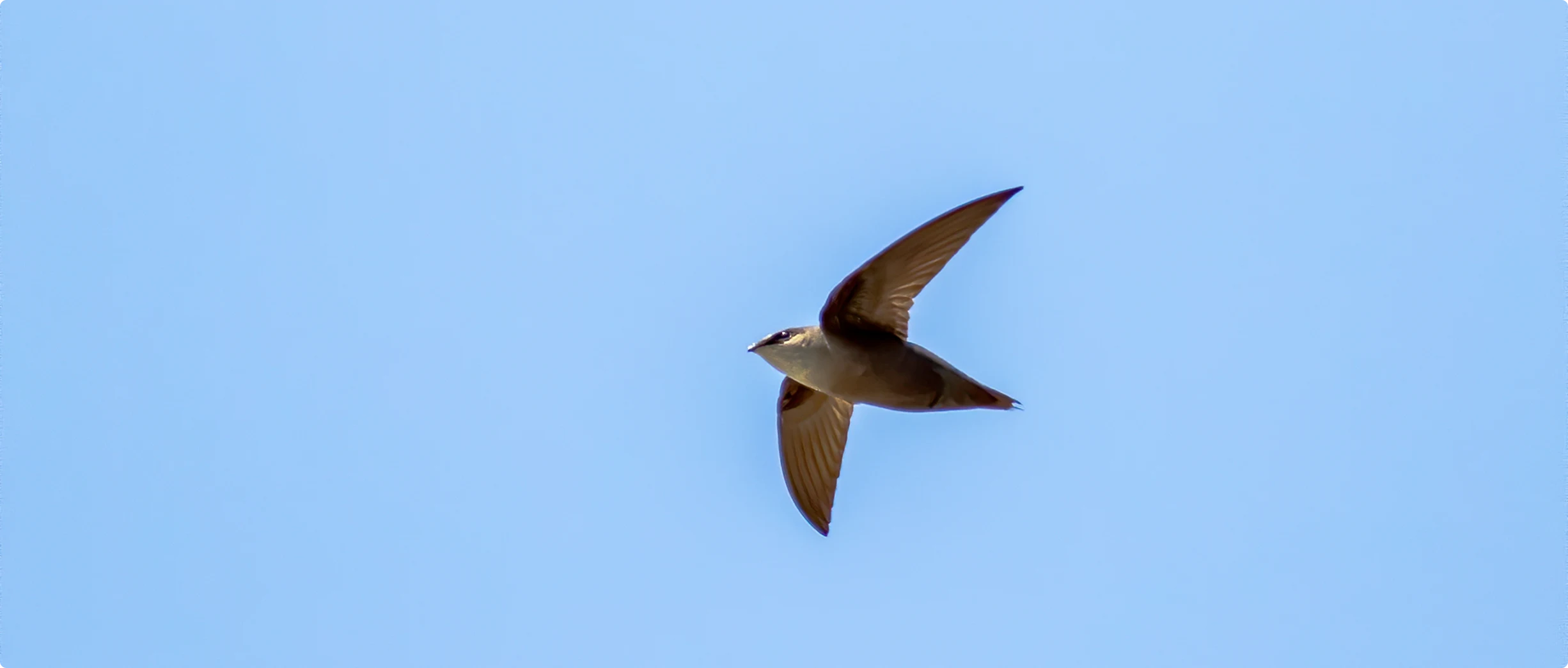 Chimney Swift