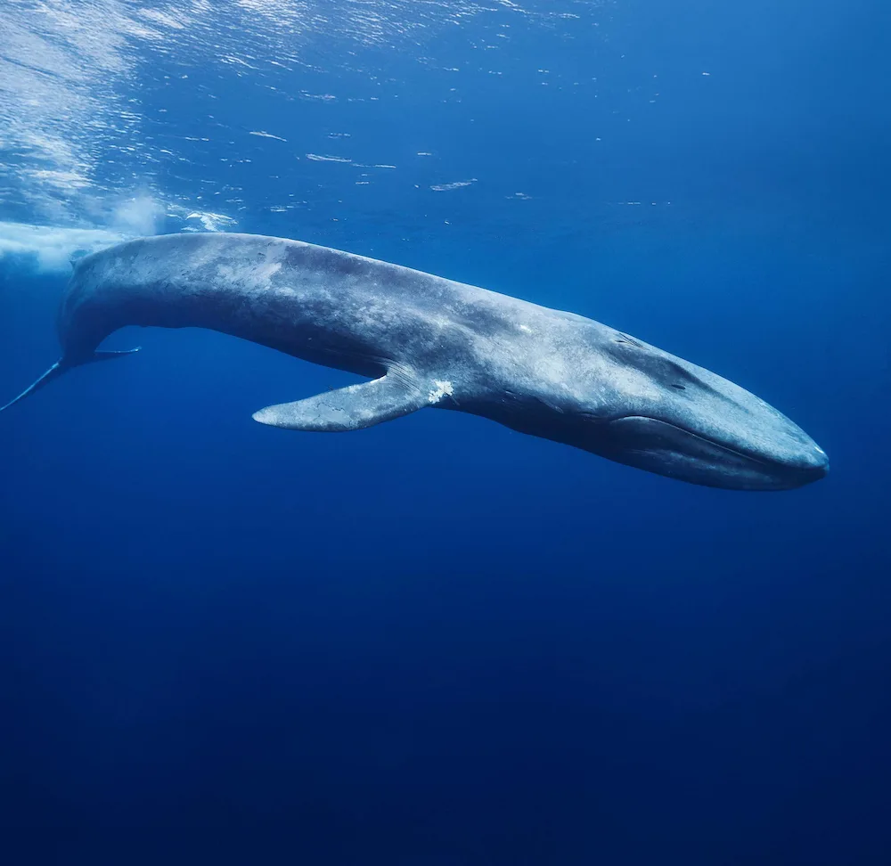 A bowhead whale