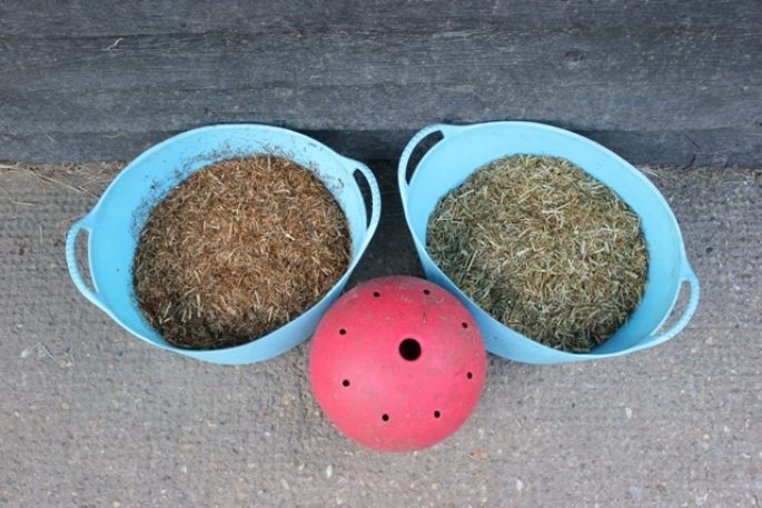 Feeding the Ex-Racehorse: the Importance of Forage