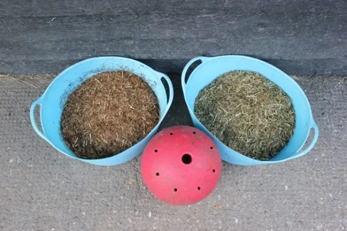 Feeding the Ex-Racehorse: the Importance of Forage