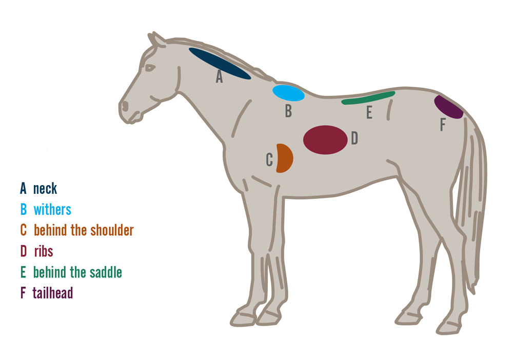 Feeding the Ex-Racehorse: Feeding for Weight Maintenance