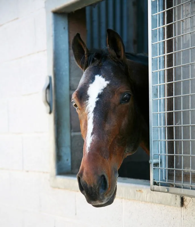 Horse in a Stable