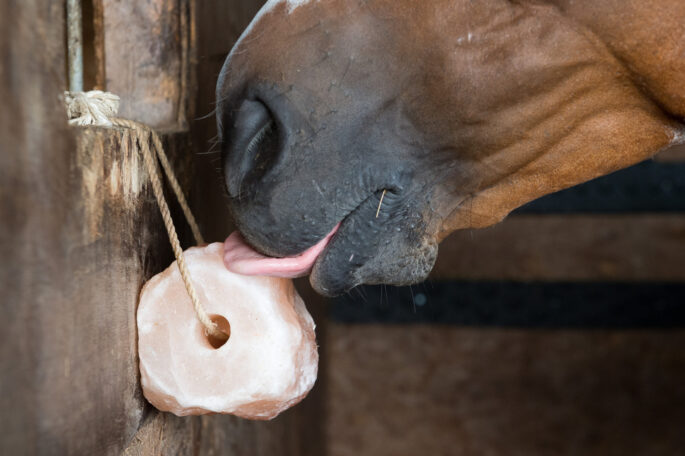 Horse salt lick jon stroud