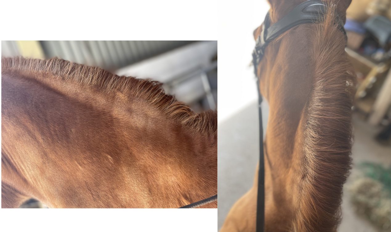 Rita, who is incredibly sensitive to grass intake