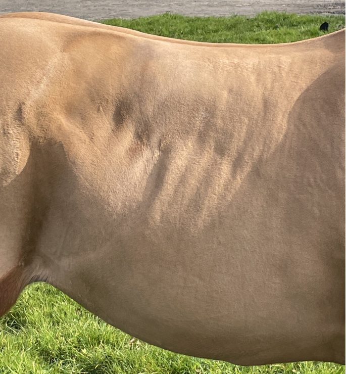 Horse with high risk areas