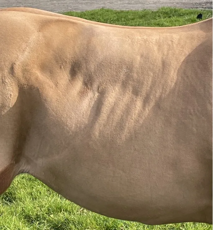 Horse with high risk areas