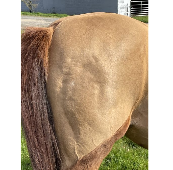 Managing the EMS Pony