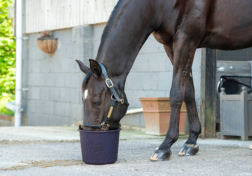 Feeding the Ex-Racehorse with Gastric Ulcers