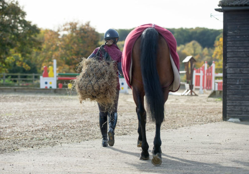 Feeding the Ex-Racehorse: Feeding for Weight Gain