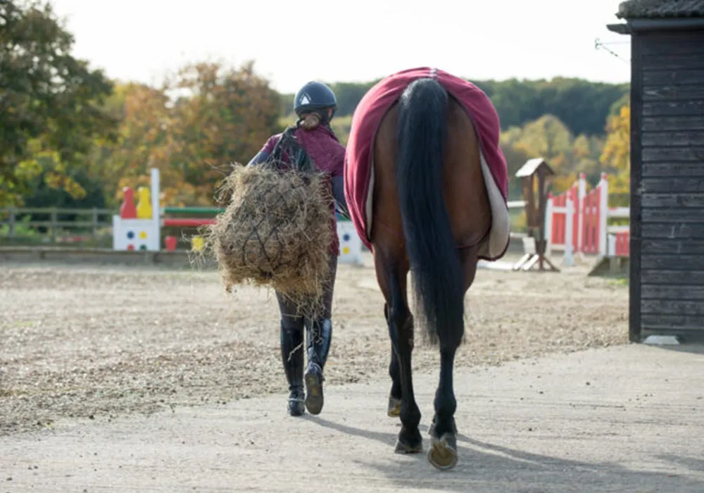 Feeding the Ex-Racehorse: Feeding for Weight Gain