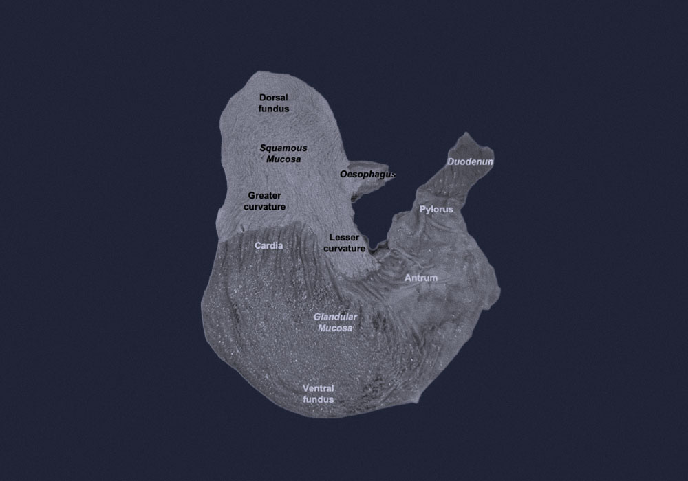 What is Equine Gastric Ulcer Syndrome?