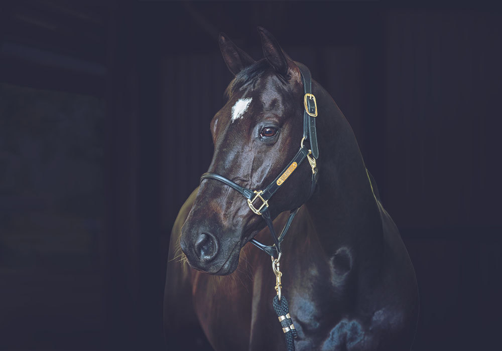 Clinical Sign of Equine Gastric Ulcer Syndrome