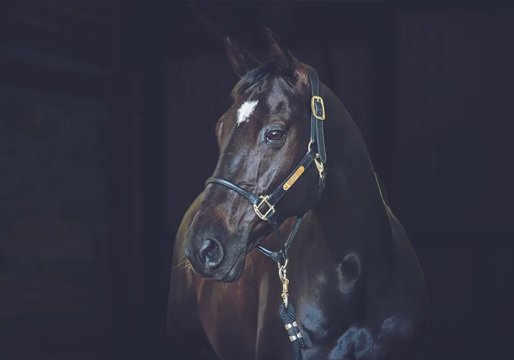 Clinical Sign of Equine Gastric Ulcer Syndrome