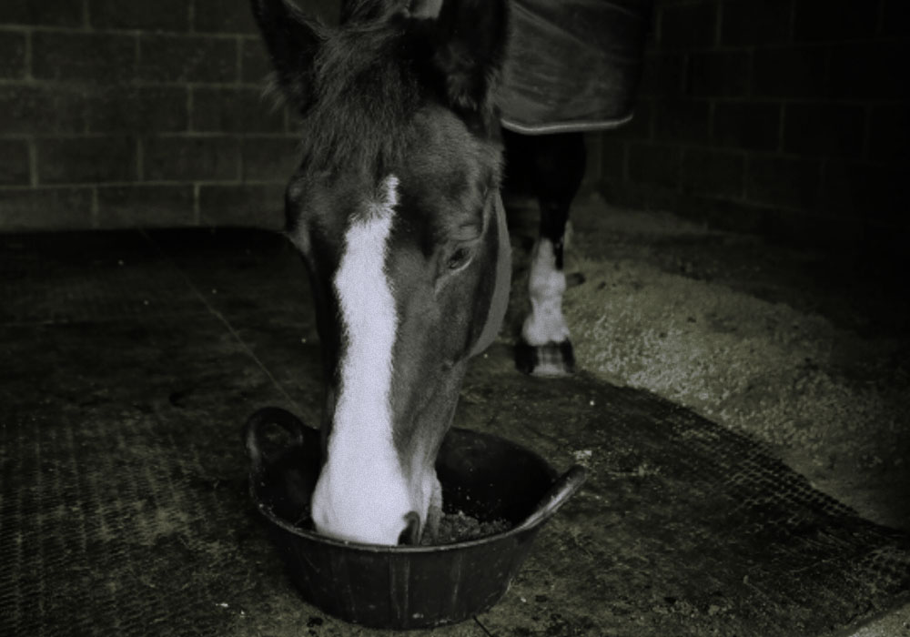 Muscle Myopathies: Nutritional Management of Muscle Myopathies