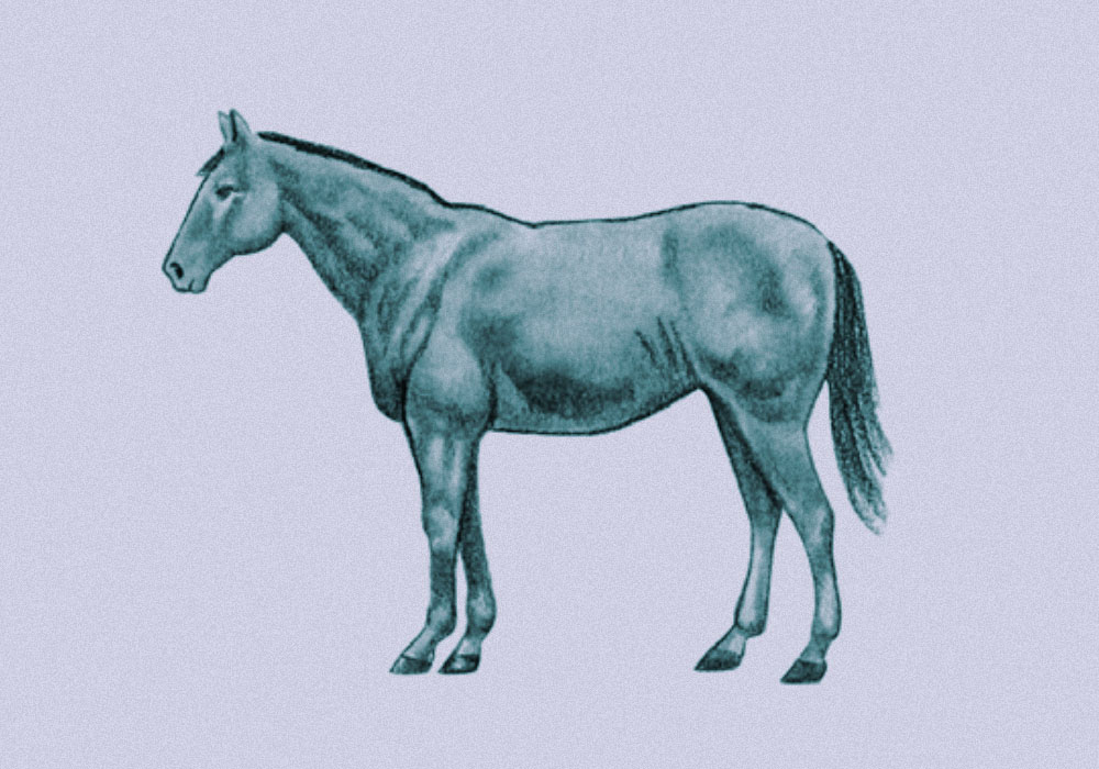 Weight Management: Optimum Body Condition