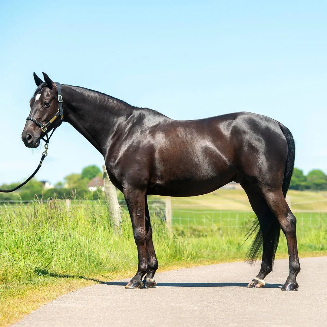 CONDITION IMPROVER CUBES – Horse