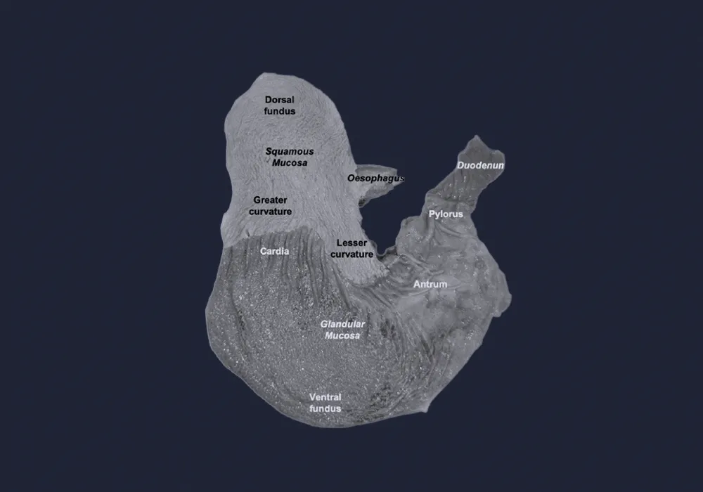 What is Equine Gastric Ulcer Syndrome?