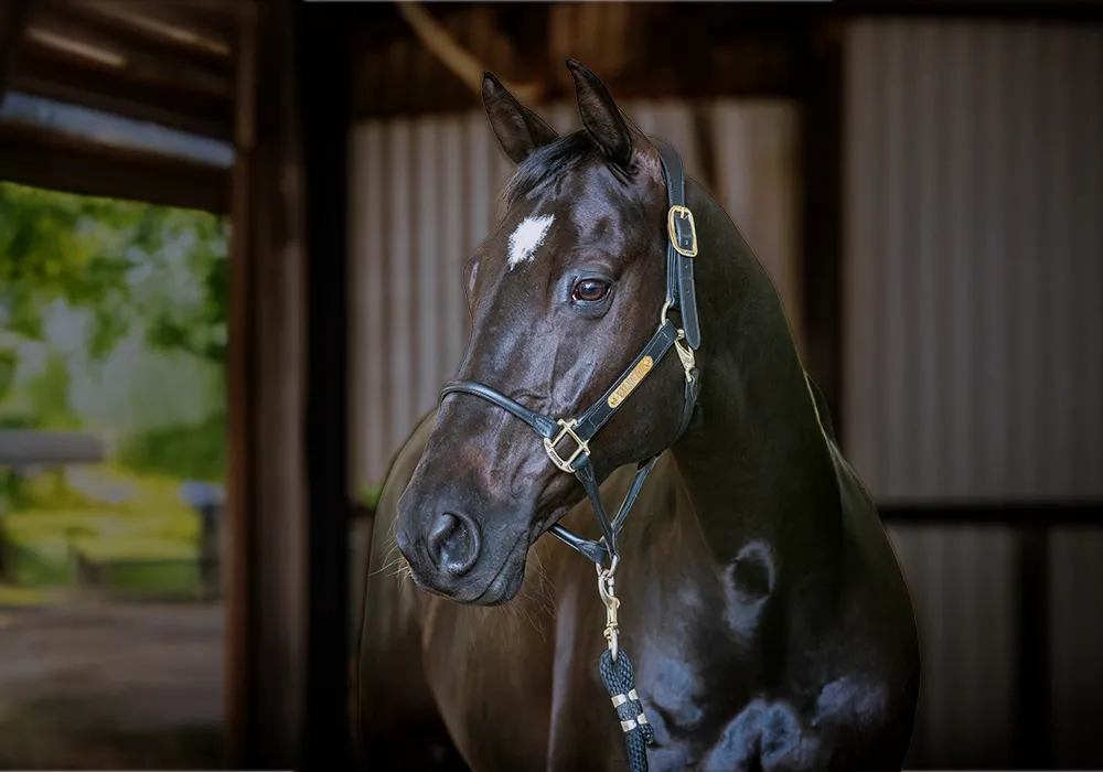 Clinical Sign of Equine Gastric Ulcer Syndrome