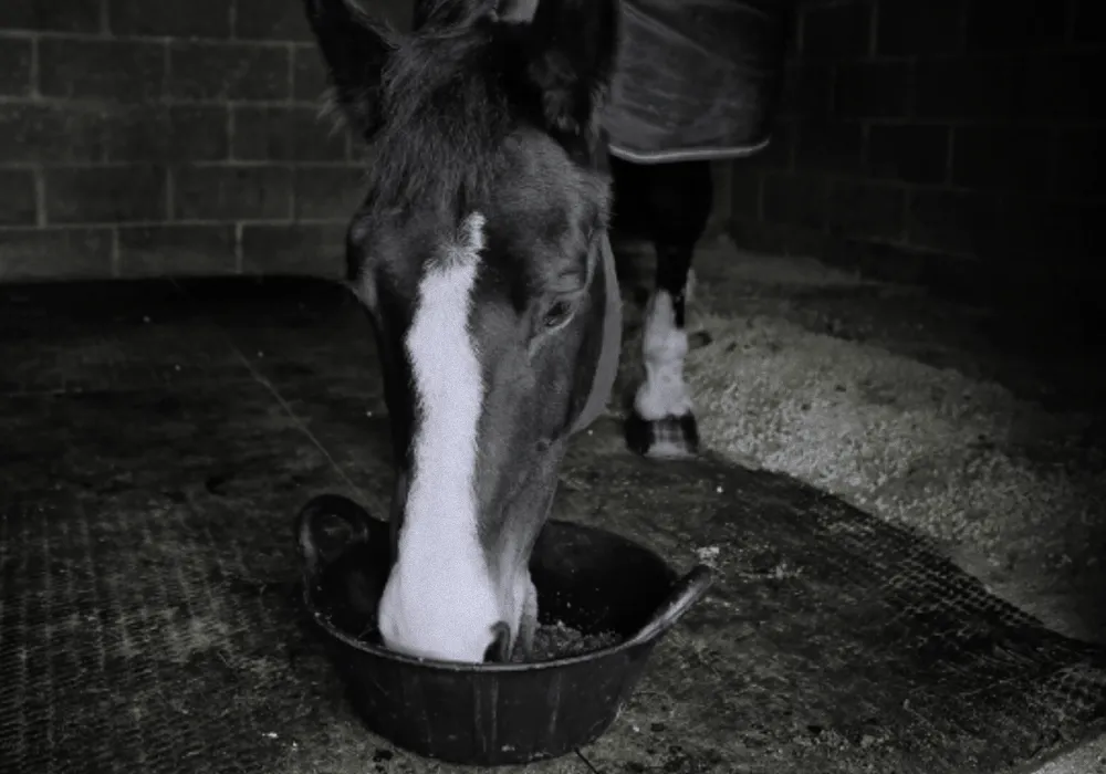 Muscle Myopathies: Nutritional Management of Muscle Myopathies