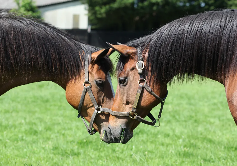 Feeding for Breeding: Nutritional Strategies for Mares and Broodmares