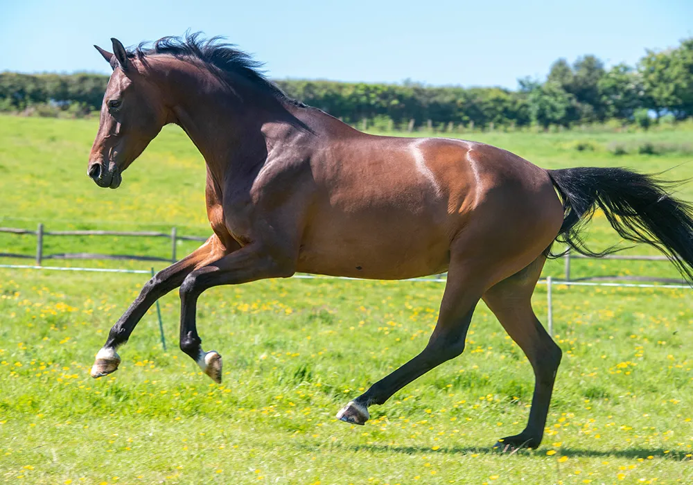 Understanding Equine Muscle Myopathies