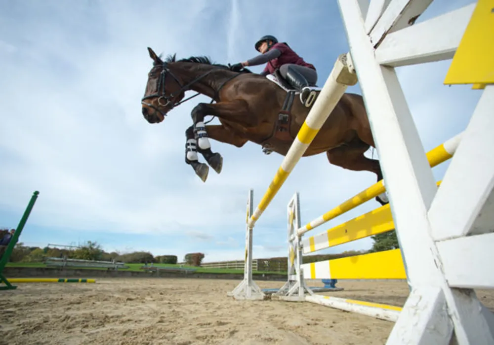 Understanding Equine Gastric Ulcers