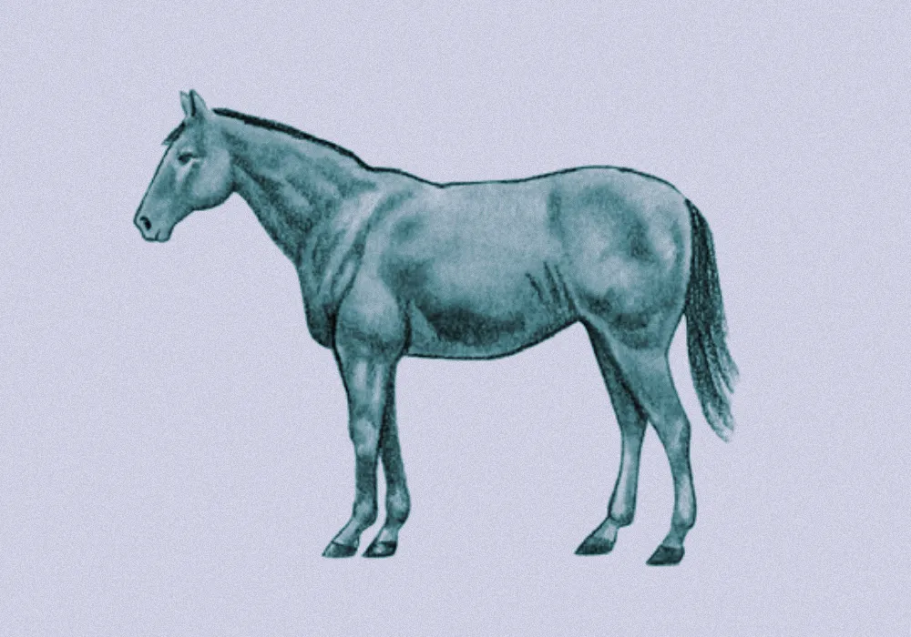 Weight Management: Optimum Body Condition