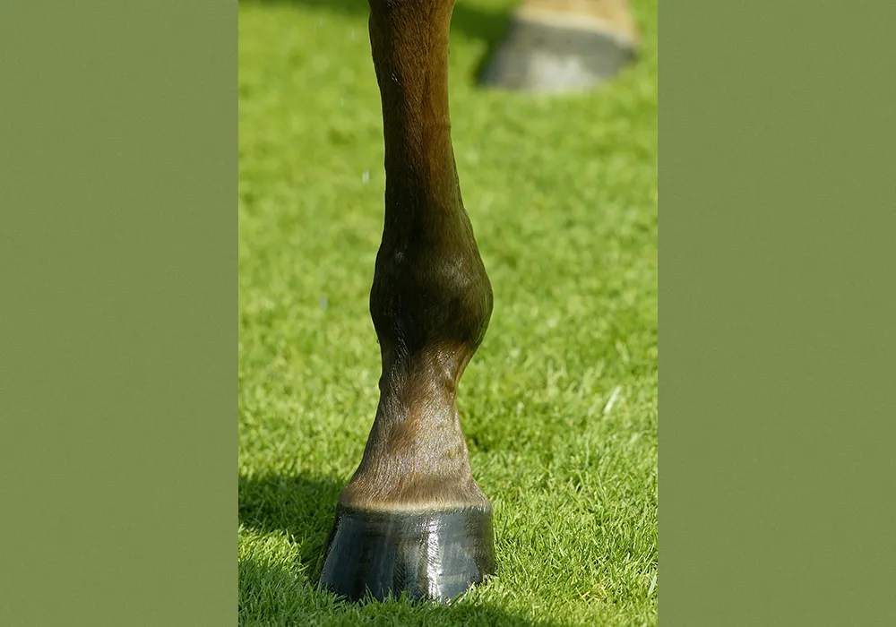 Improving Hoof Quality for Ex-Racehorses