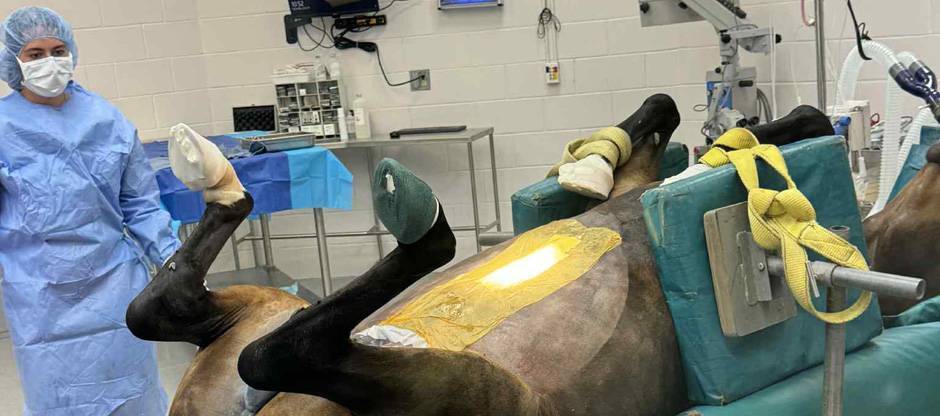 Colic in Horses: A Brief History with a Prominent Researcher