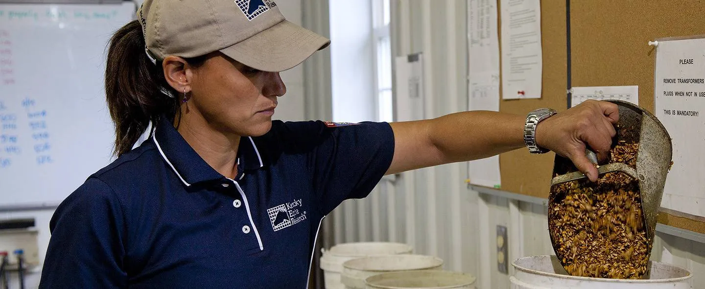 The State of Energy in Horse Feeds