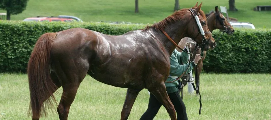 Electrolytes and Muscle Function in Horses: Essentially Linked