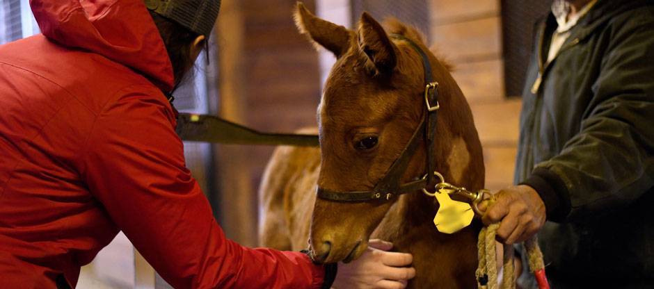 Growth and Development of Thoroughbreds: Review Paper Published